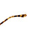 LT12 ALMA col.Yellow Tortoise